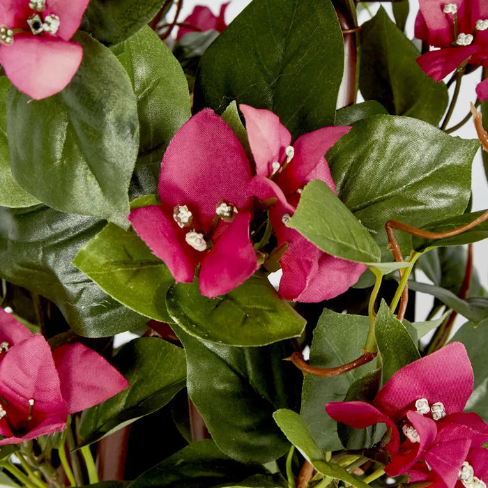 Climbing Pink Bougainvillea in Pot 61cm - Pack of 6