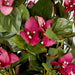 Climbing Pink Bougainvillea in Pot 61cm - Pack of 6