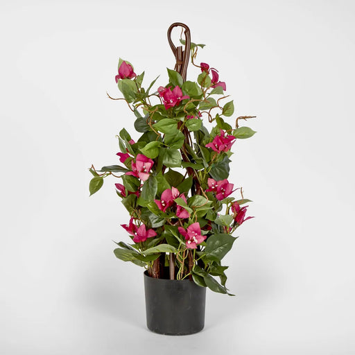 Climbing Pink Bougainvillea in Pot 61cm - Pack of 6