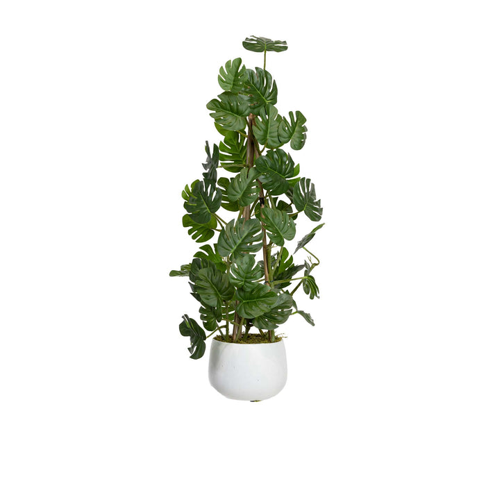 Climbing Sellum Philo In Pot 62cm