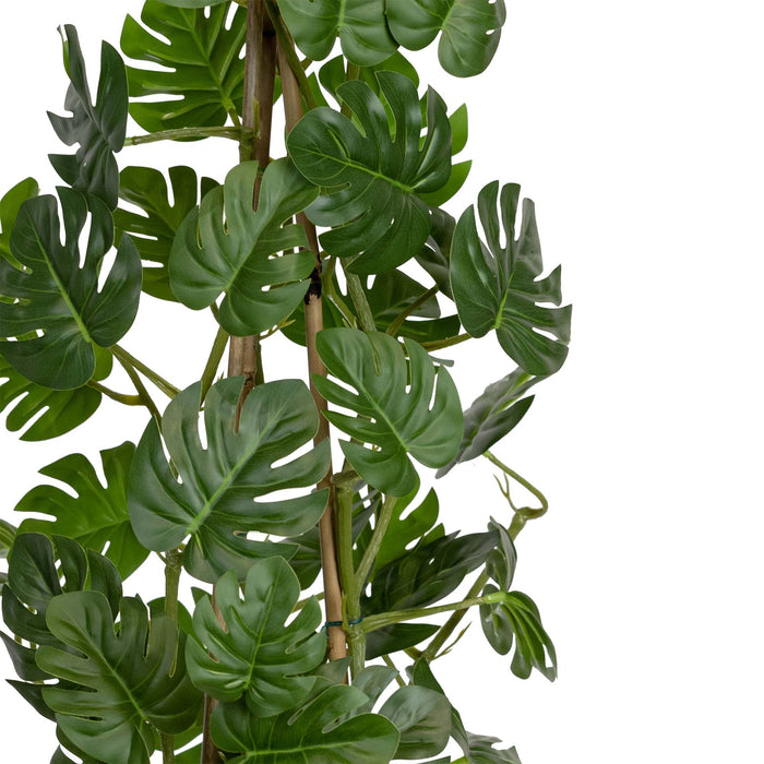 Climbing Sellum Philo In Pot 62cm