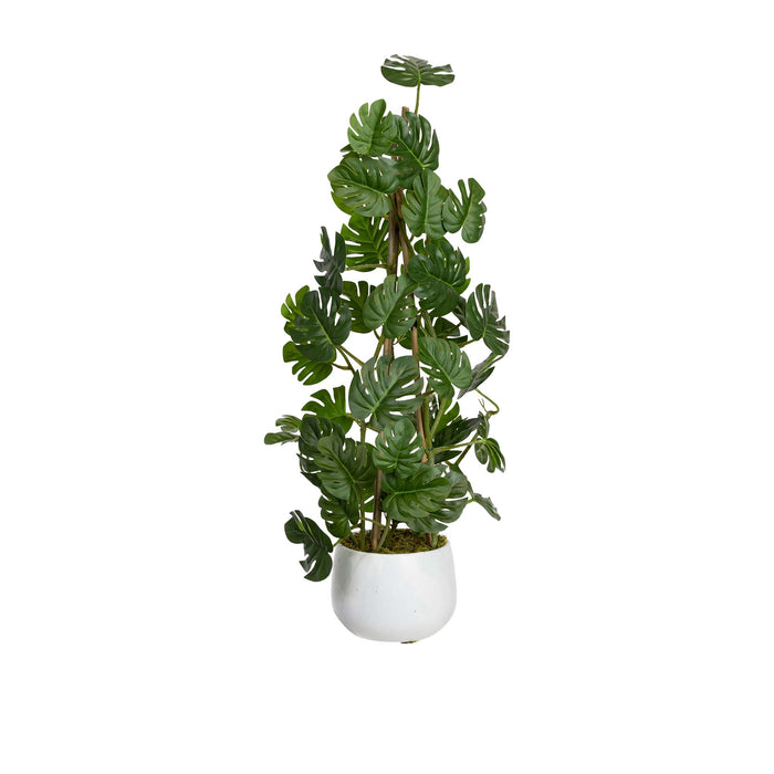 Climbing Sellum Philo In Pot 62cm