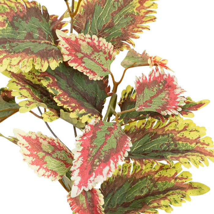 Coleus Spray 75cm Pack of 12