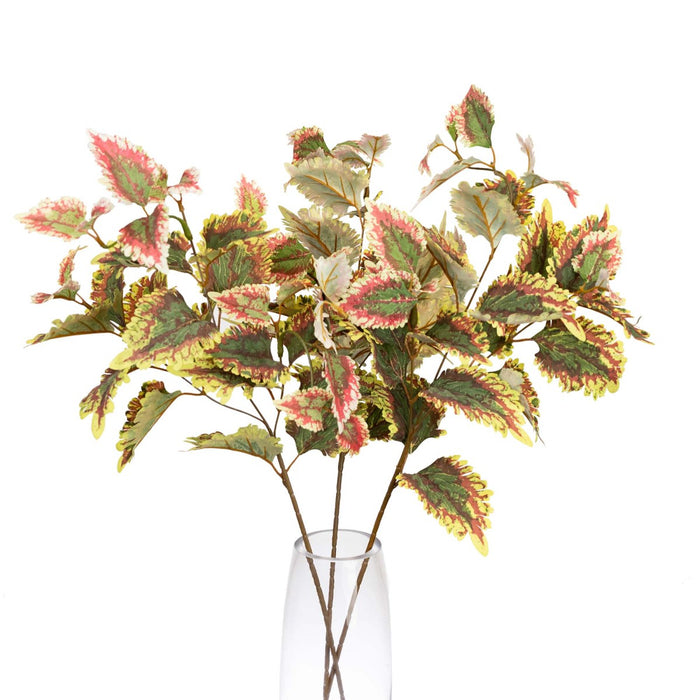 Coleus Spray 75cm Pack of 12