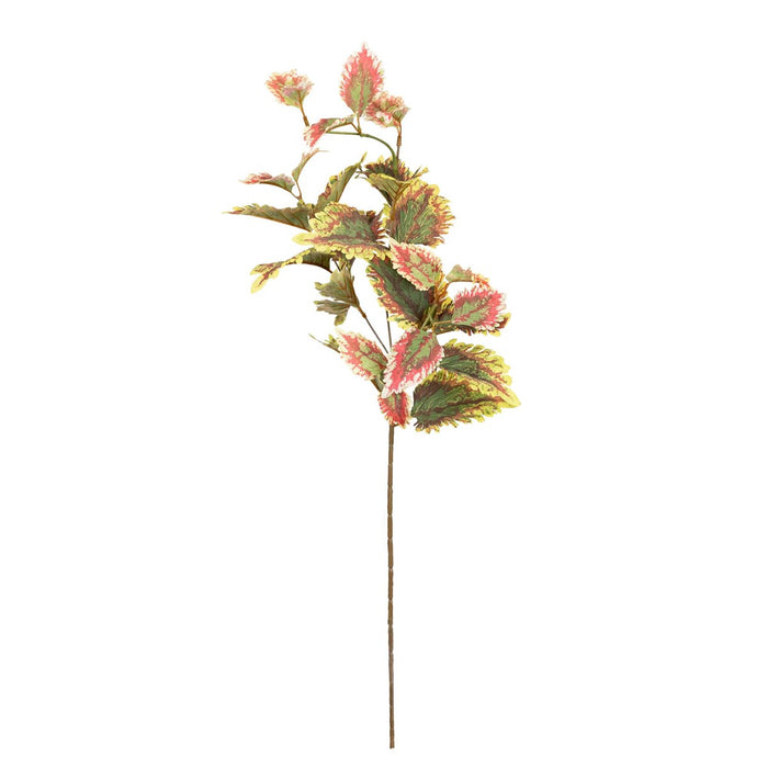 Coleus Spray 75cm Pack of 12