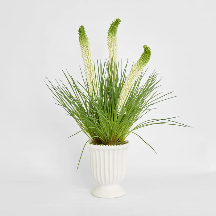 Cream Foxtail Arrangement 80cm in White Pot