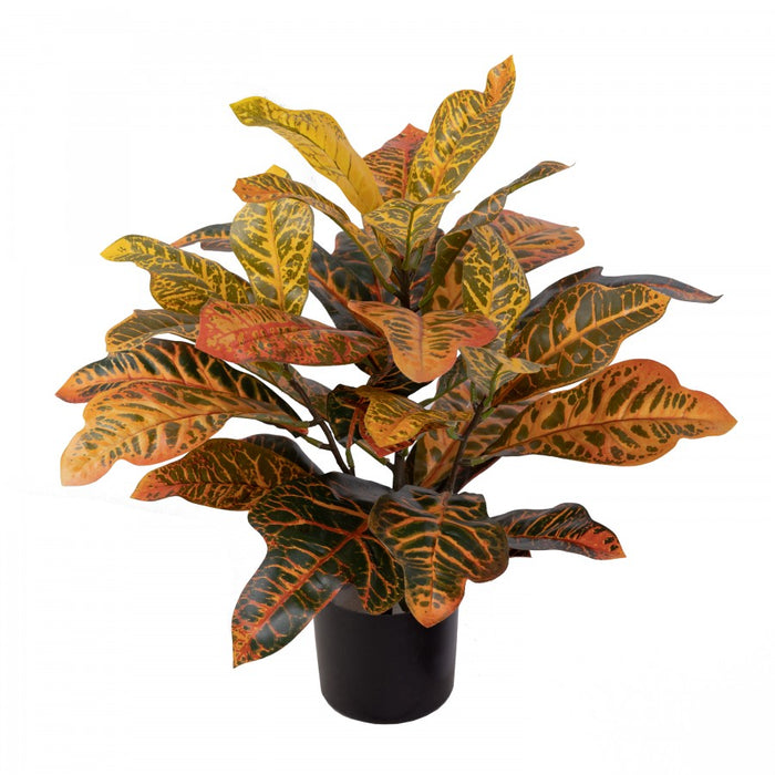 Croton Plant 50cm Set of 2