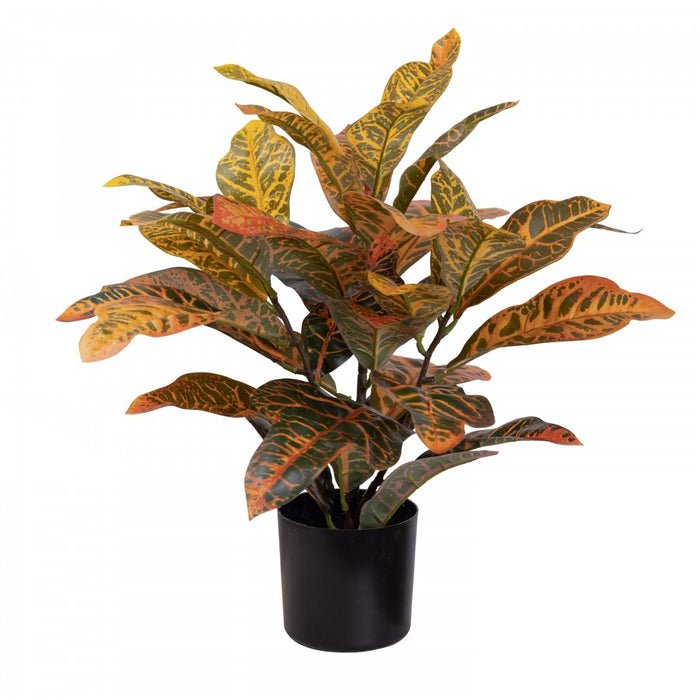 Croton Plant 50cm Set of 2