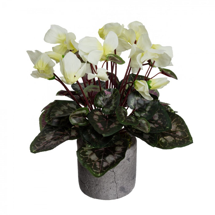 Cyclamen In Pot 34cm Cream Set of 3