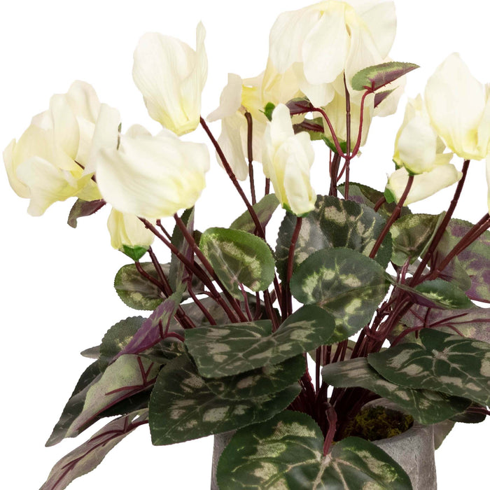 Cyclamen In Pot 34cm Cream Set of 3