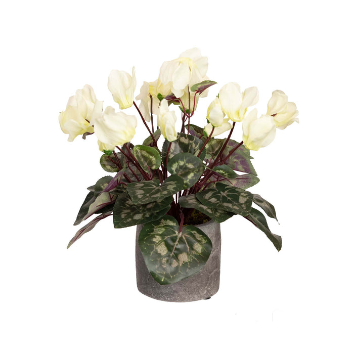 Cyclamen In Pot 34cm Cream Set of 3