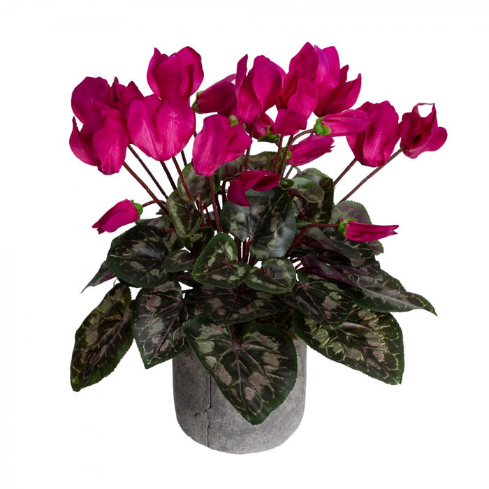 Cyclamen In Pot 34cm Fuchsia Pink Set of 3