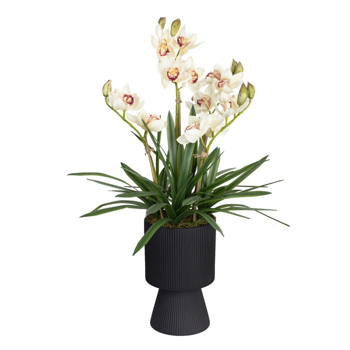 Cymbidium Cream In Ripple Pot 90cm