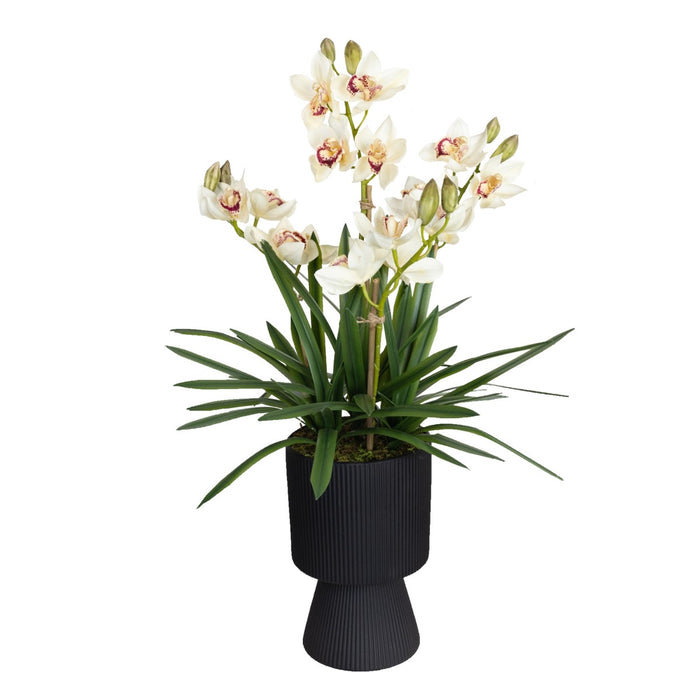 Cymbidium Cream In Ripple Pot 90cm