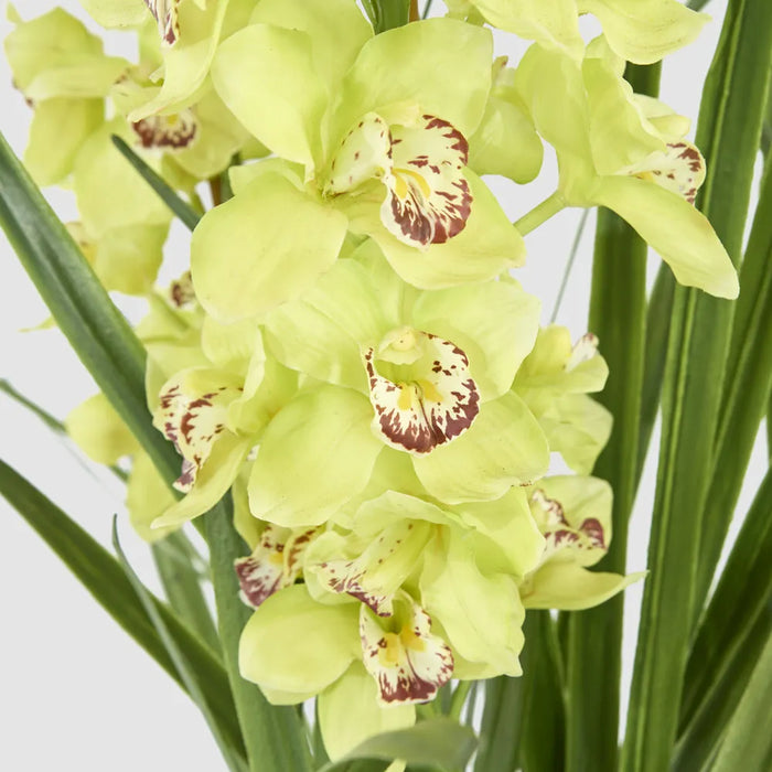 Cymbidium Giant Paper Pot 110cm Light Green
