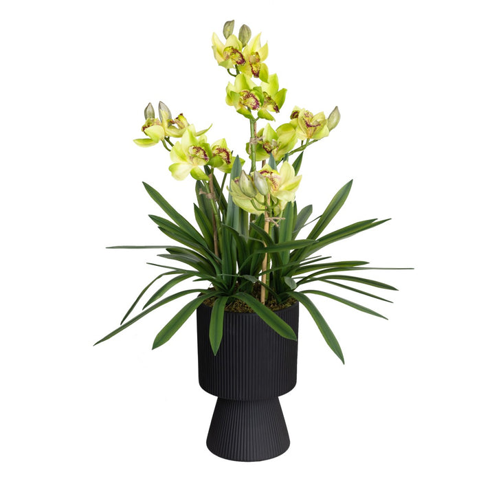 Cymbidium Green In Ripple Pot 90cm