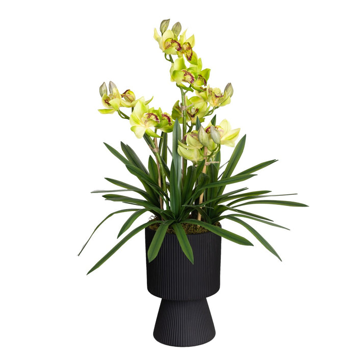 Cymbidium Green In Ripple Pot 90cm