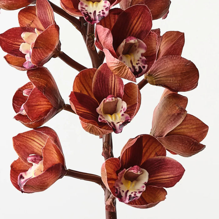Cymbidium Orchid Brown Green 83cm, Pack of 6