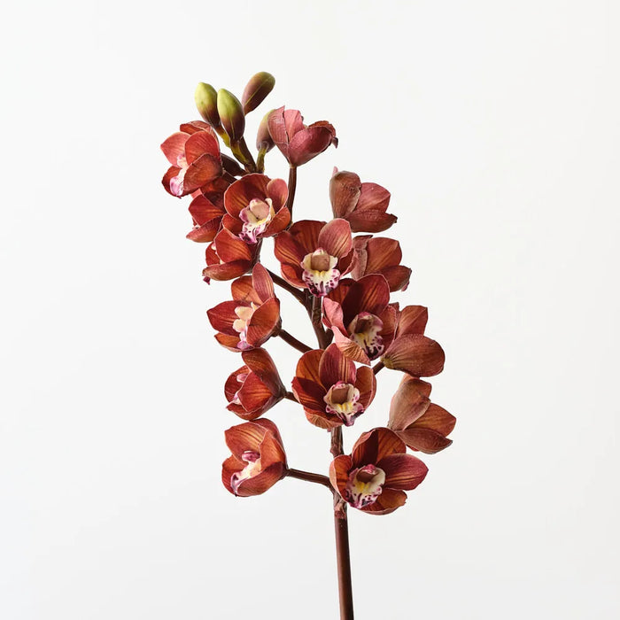 Cymbidium Orchid Brown Green 83cm, Pack of 6