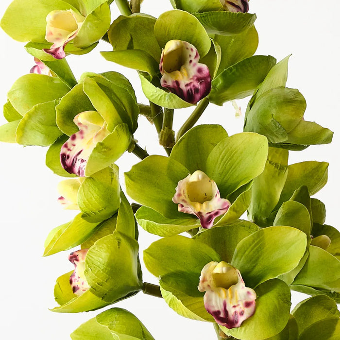 Cymbidium Orchid Green 83cm, Pack of 6