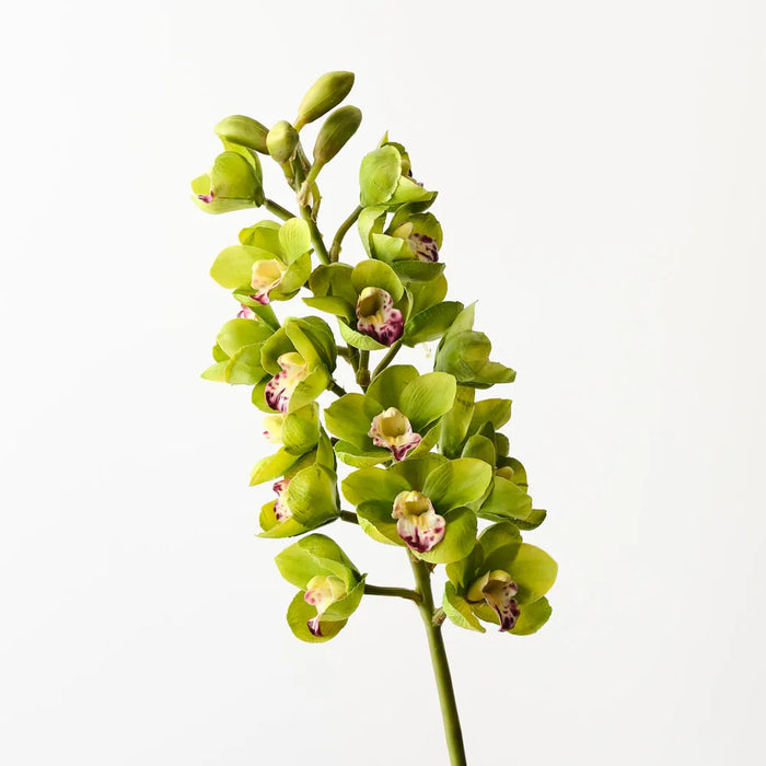 Cymbidium Orchid Green 83cm, Pack of 6