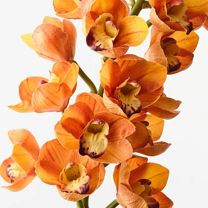 Cymbidium Orchid Orange 83cm, Pack of 6