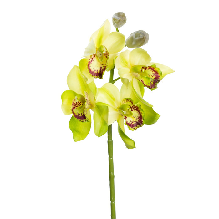 Cymbidium Orchid Spray 76cm Green Set of 6