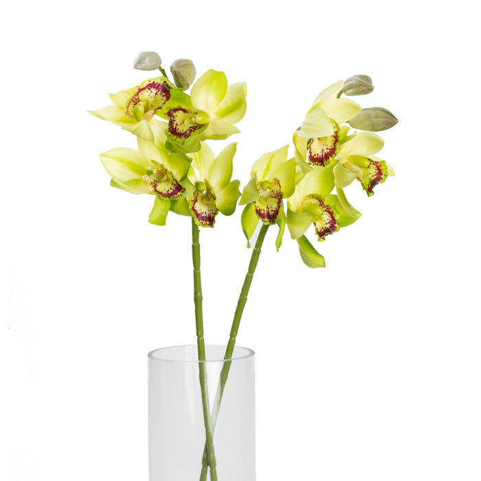 Cymbidium Orchid Spray 76cm Green Set of 6