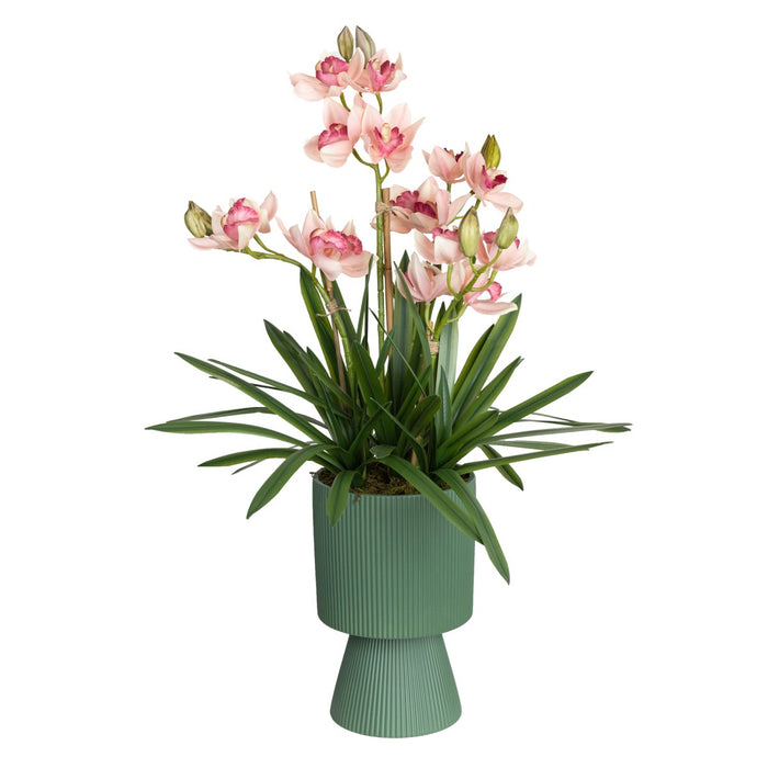 Cymbidium Pink In Ripple Pot 90cm