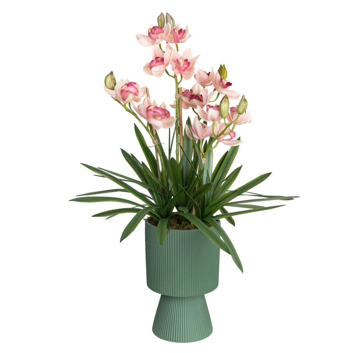 Cymbidium Pink In Ripple Pot 90cm