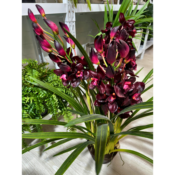 Cymbidium Plant Burgundy in Giant Paper Pot 110cm