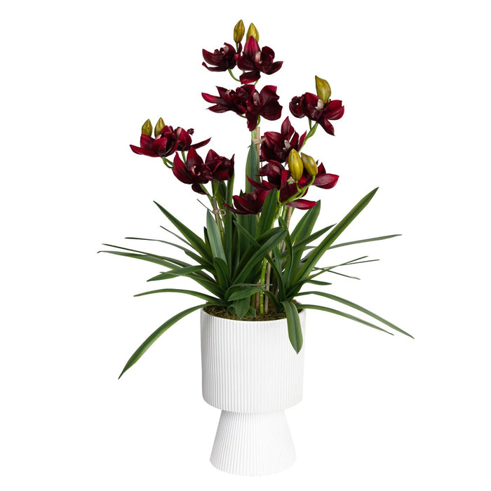 Cymbidium Wine Red In Ripple Pot 90cm