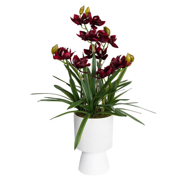 Cymbidium Wine Red In Ripple Pot 90cm