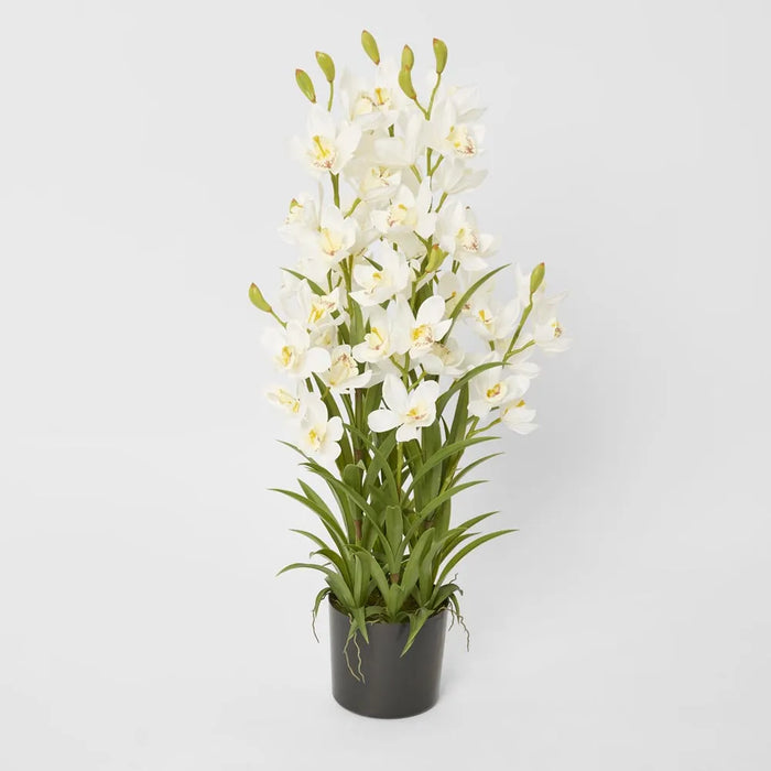 Cymbidium in Pot 90cm Off White