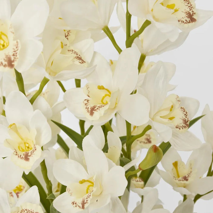 Cymbidium in Pot 90cm Off White