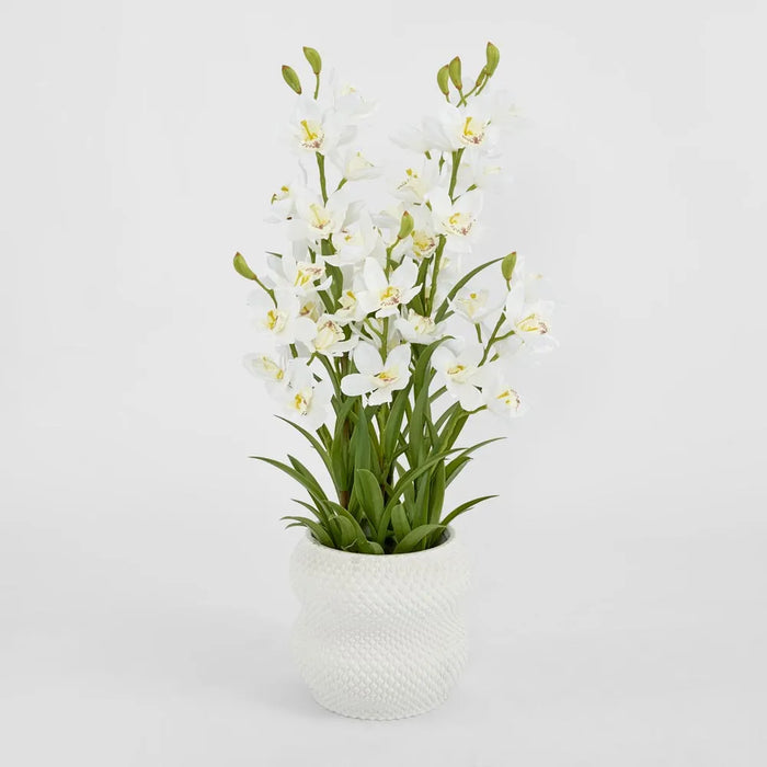 Cymbidium in Pot 90cm Off White