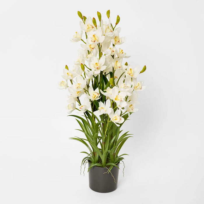 Cymbidium in Pot 90cm Off White