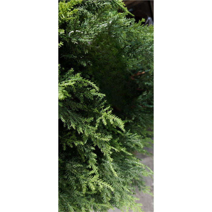 Cypress Pine Tree 180cm