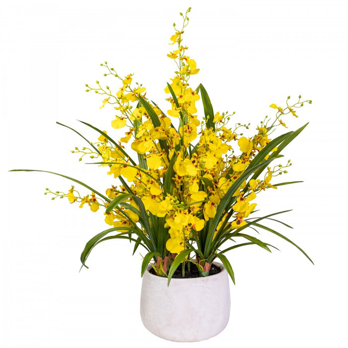 Dancing Lady Orchid In Pot 76cm