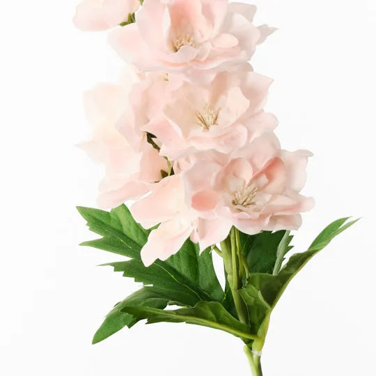 Delphinium Peach 72cm - Pack of 12