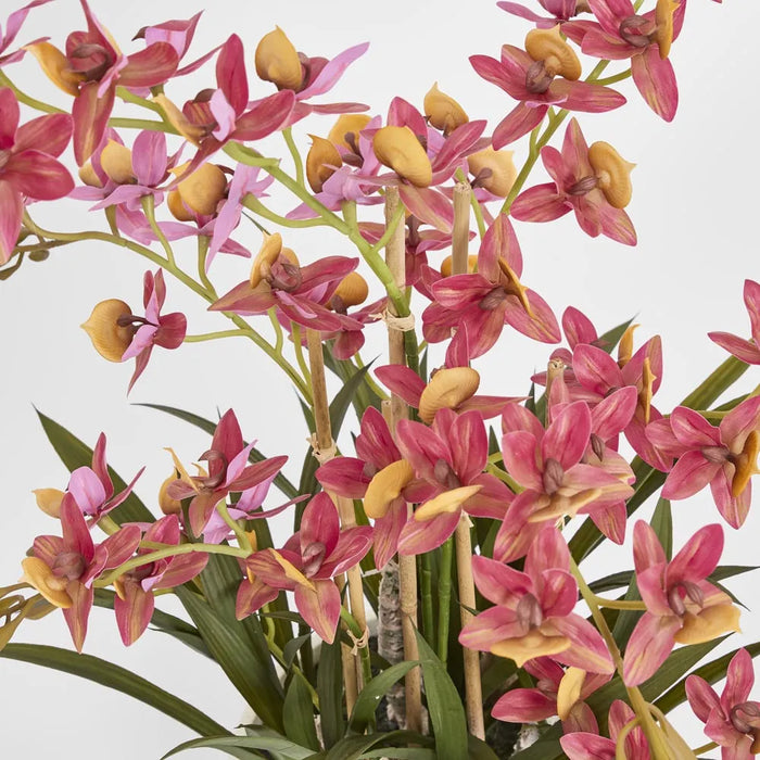 Deluxe Potted Cycnoches Orchid Pink 75cm
