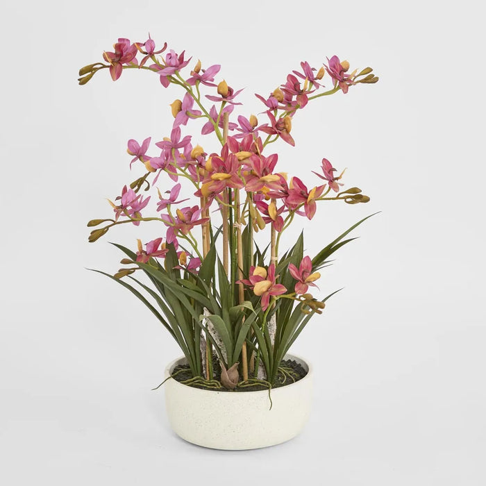 Deluxe Potted Cycnoches Orchid Pink 75cm