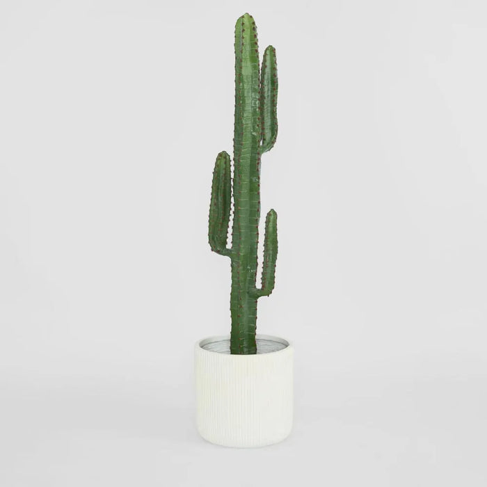 Desert Cactus 156cm