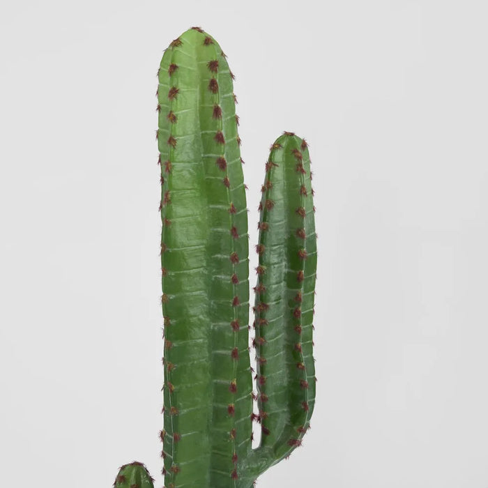 Desert Cactus 156cm