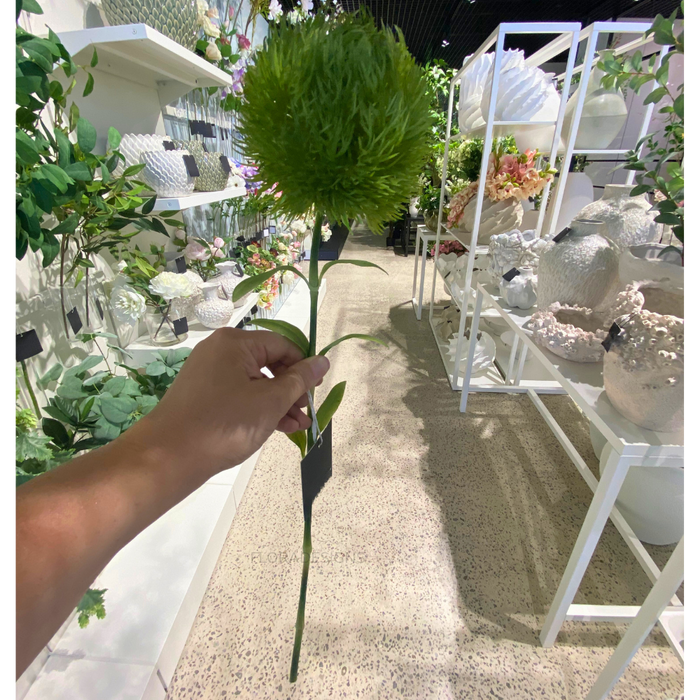 Dianthus Green 50cm - Pack of 12