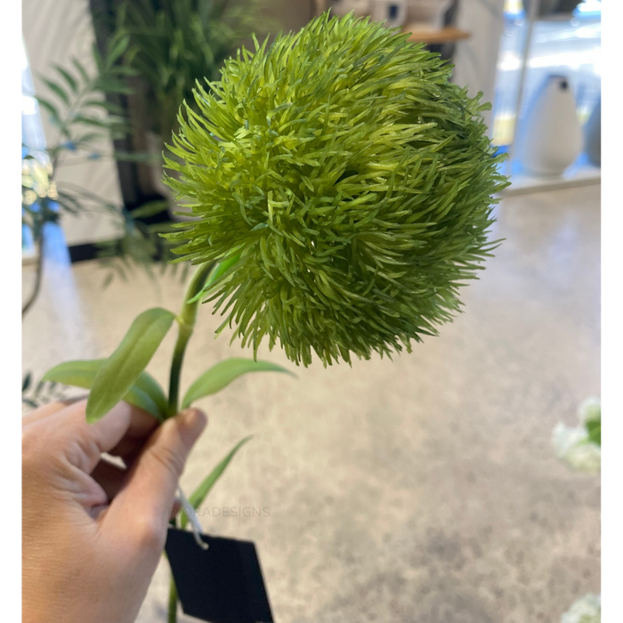 Dianthus Green 50cm - Pack of 12