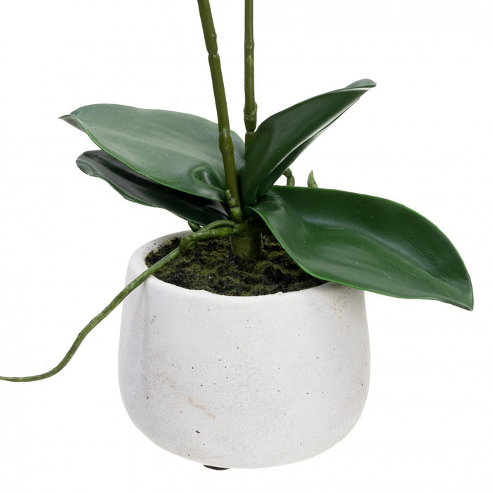 Double Spike Orchid In Pot 45cm Set of 2