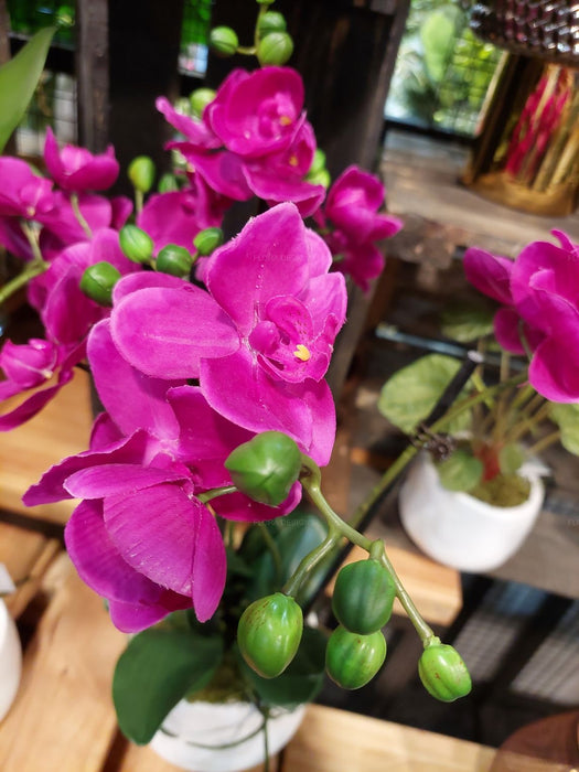 Orchid In Pot 48cm