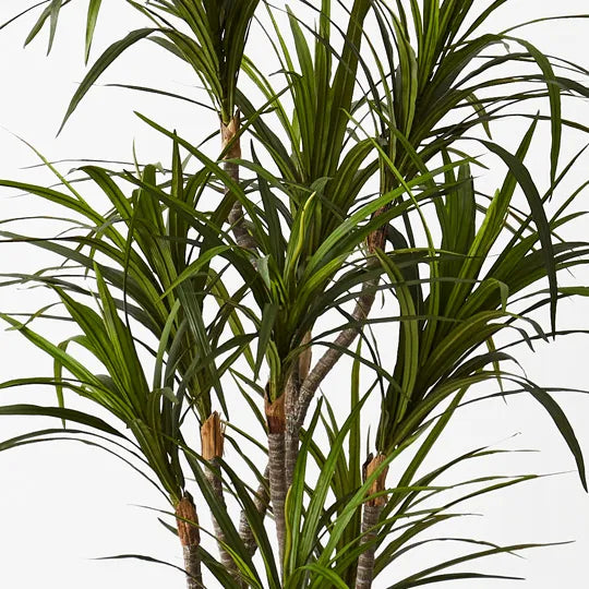 Dracaena Plant 150cm Green Pack of 2