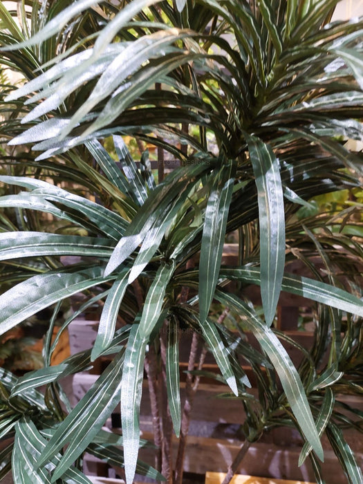 Dracaena Plant 210cm